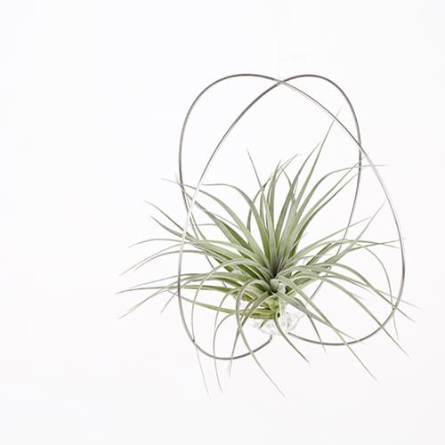 Round Steel Hanger for small plants or tillandsia